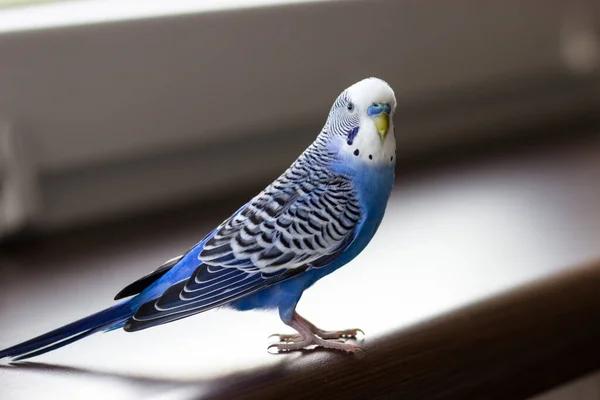 Budgerigar